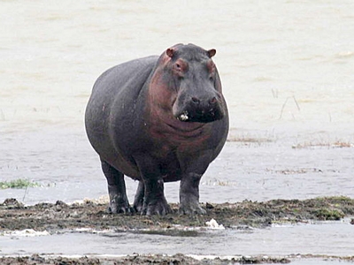 Hippopotame