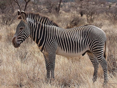 Zèbre de Grevy